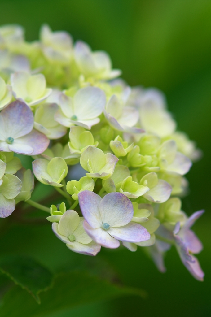 紫陽花