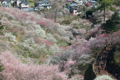 青梅梅祭り