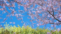 青空の下の桜と菜の花