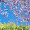 青空の下の桜と菜の花