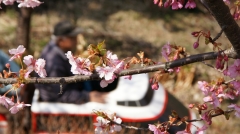 桜と汽車ポッポ