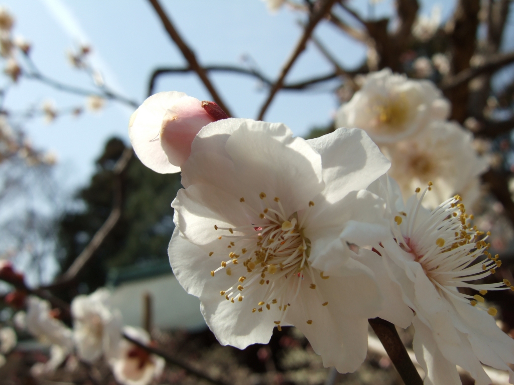 梅の花