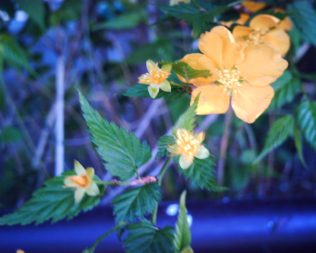 黄色いお花