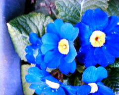青い花