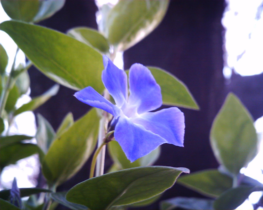 青い、花