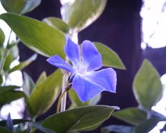 青い、花