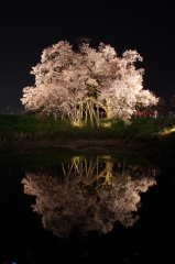 逆さの夜桜