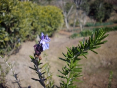 IMGP0298