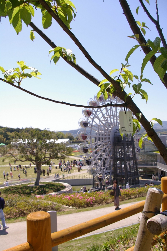 IMGP4503寒緋桜
