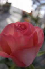 IMGP4053