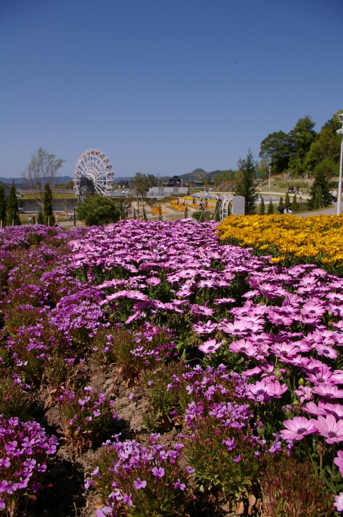 IMGP4479花くるりん