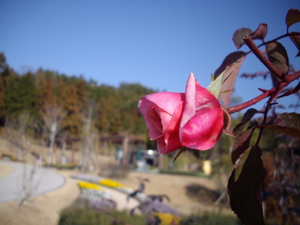 IMGP0311