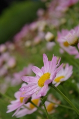 IMGP4795