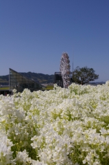 IMGP4475花くるりん