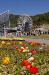 IMGP4489花くるりん
