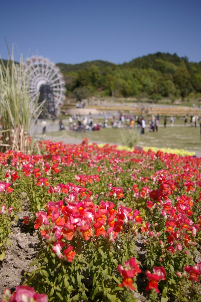 IMGP4491花くるりん