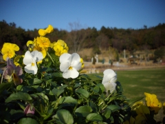 IMGP0343