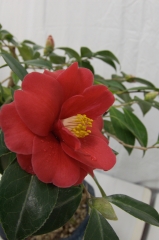 IMGP4125