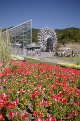 IMGP4492花くるりん
