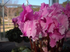 IMGP0333