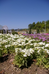 IMGP4478花くるりん