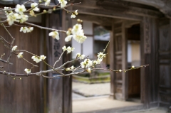 洞泉寺