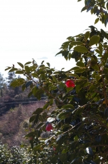 IMGP0679