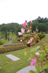 IMGP4752バラ