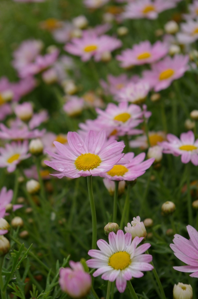 IMGP4794