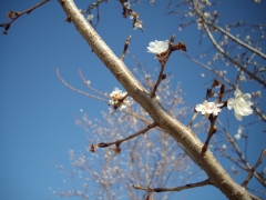 IMGP0286