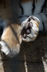 周南市、徳山動物園4