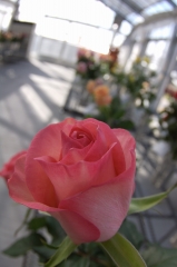 IMGP4054