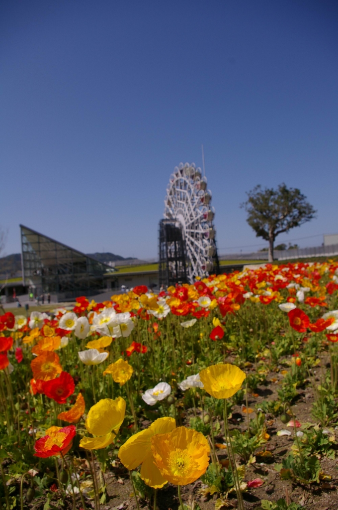 IMGP4473花くるりん