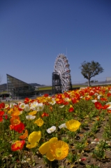 IMGP4473花くるりん