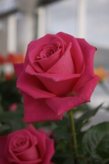 IMGP4045