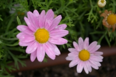 IMGP4793