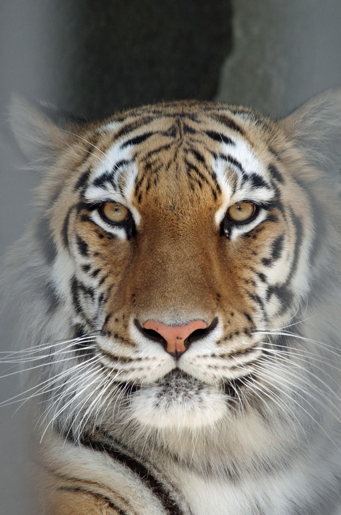 周南市、徳山動物園5