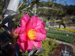 IMGP0287