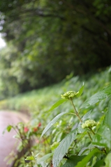 IMGP4756紫陽花