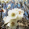 梅の花