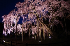 桜色の傘のよう