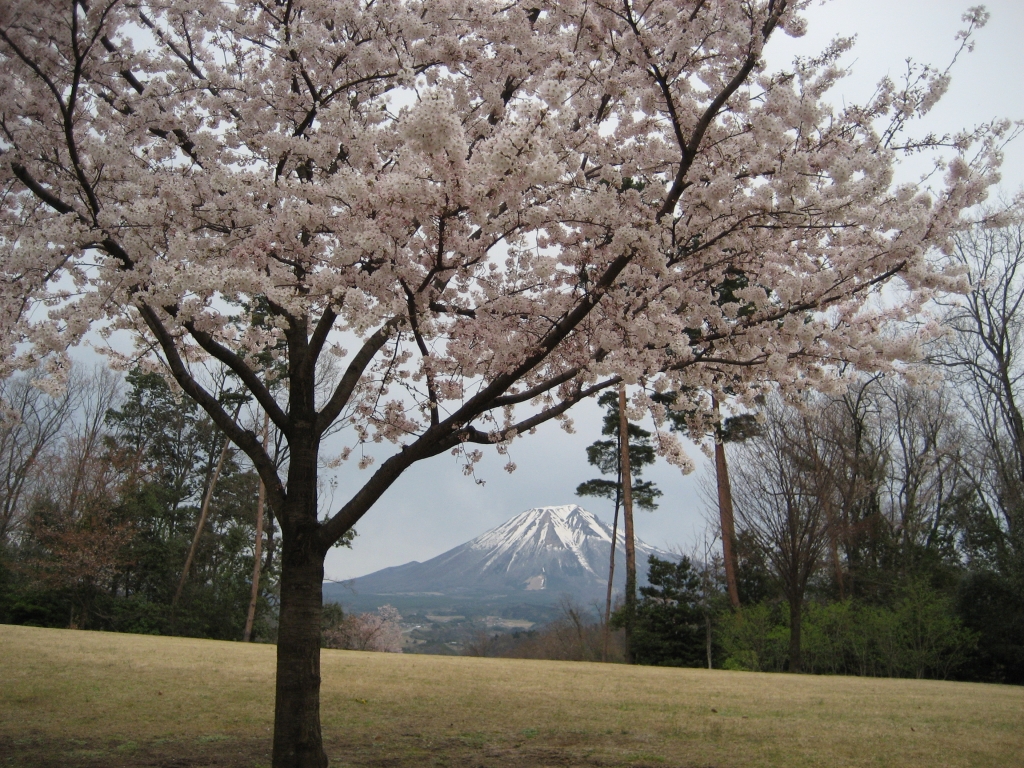 桜の元、のぞく山