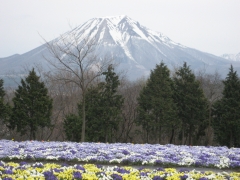 訪れる春、残る冬