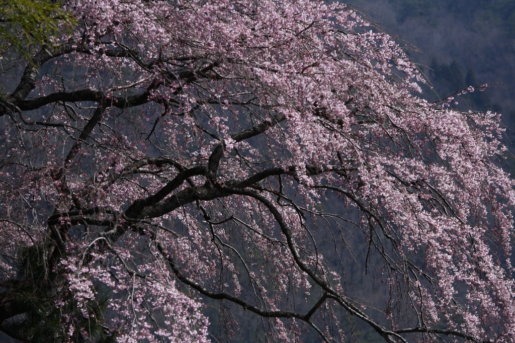 しだれ桜