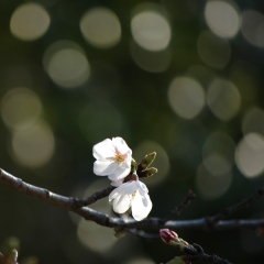 八尾の桜