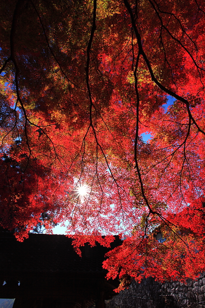 山門の紅葉に酔う