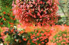 花のくす球