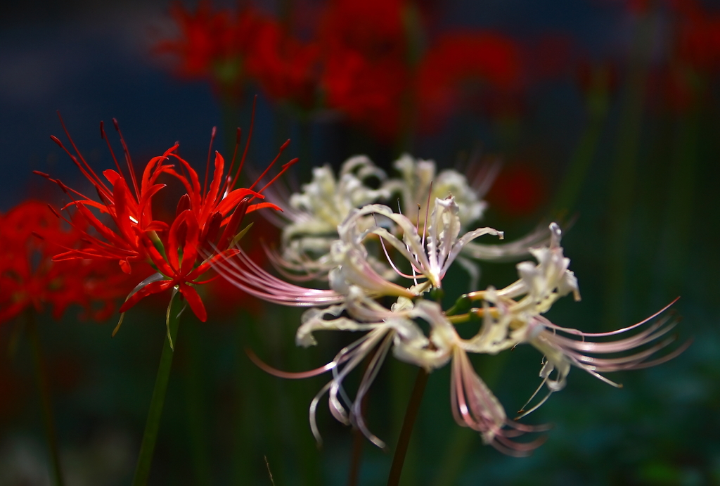 Red&White