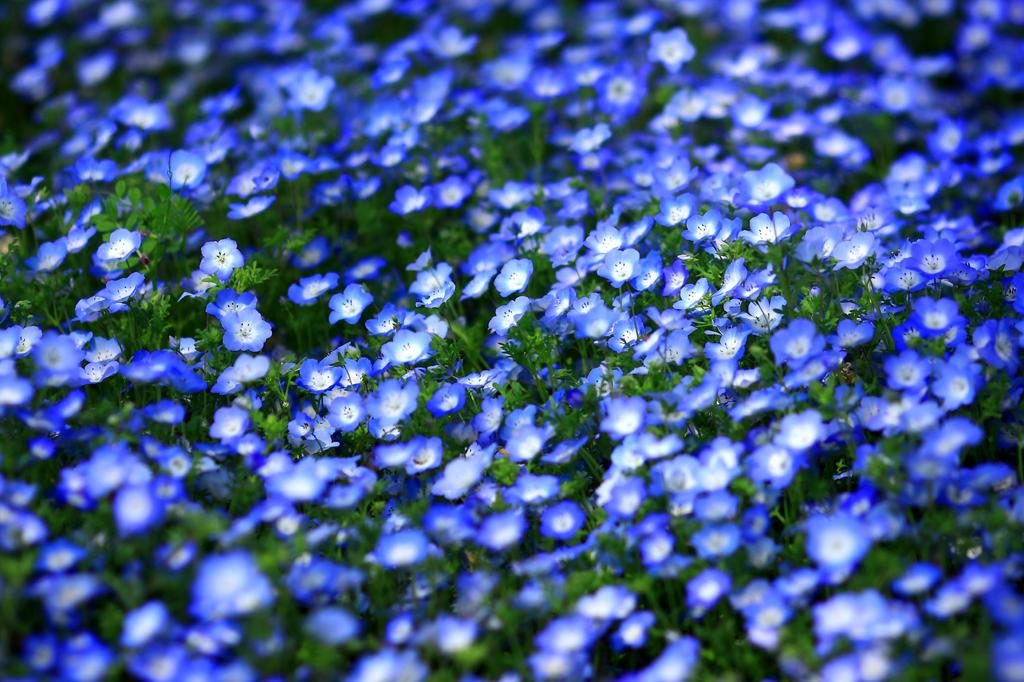 Ｂｌｕｅ　Ｆｌｏｗｅｒ