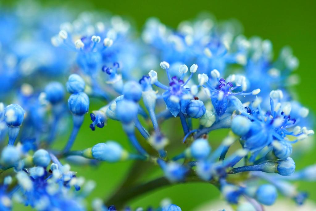 紫陽花の季節